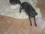Com 38 cães em casa, protetora dos animais em Campo Grande pede socorro