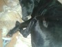 Com 38 cães em casa, protetora dos animais em Campo Grande pede socorro
